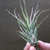 マヤントーテムポール Sサイズ06号 | air-plants TENGU-DO