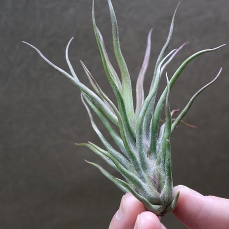CATEGORY 品種名：I/J/K/L | air-plants TENGU-DO