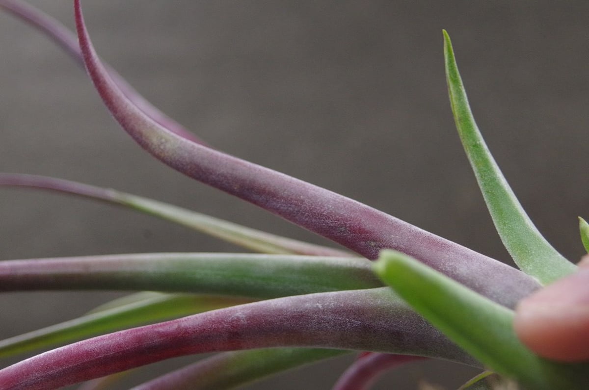 確認用①メドゥーサ Medusa ディッキア　発根済みカキ子 やや大きめ 確認用①メドゥーサ Medusa ディッキア 発根済みカキ子 やや大きめ