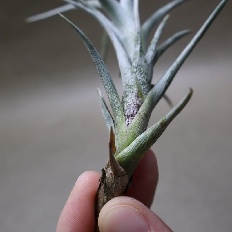 チベットペマラカの花とベネチアンシード 開花終了株】チランジア・ミスティックトランペット T. Mystic