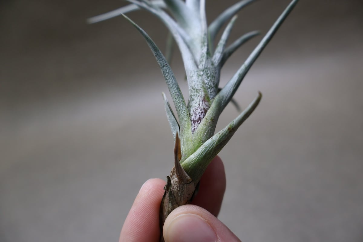 ミスティック トランペット（ アルベルティアナ × クシフィオイデス