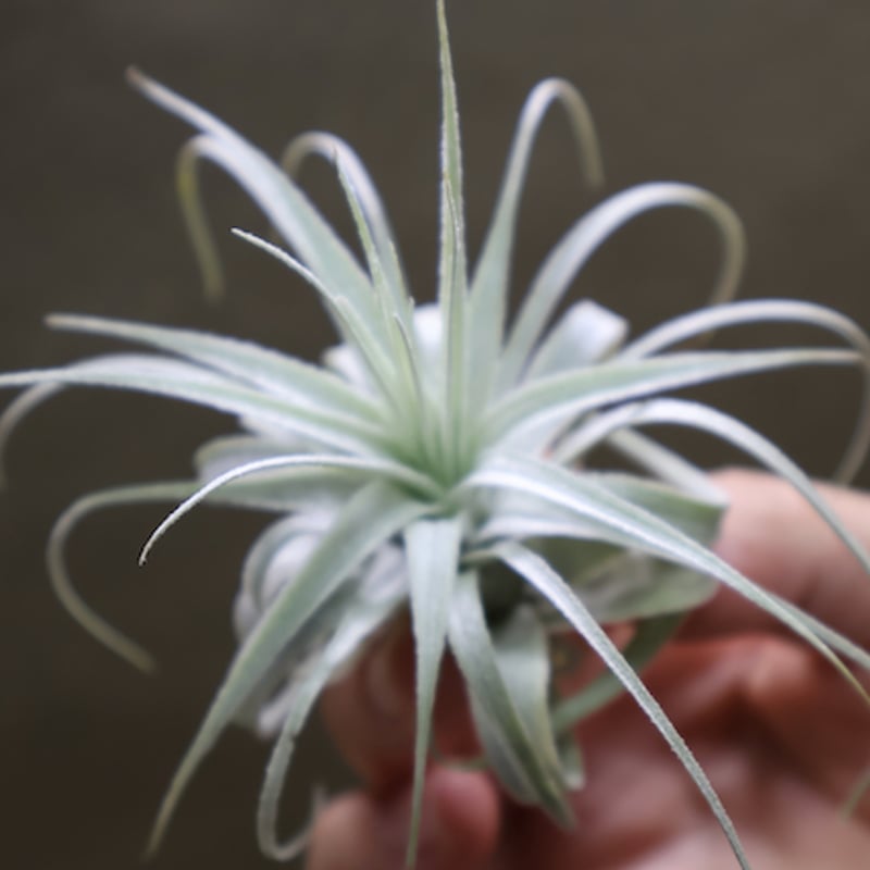 チランジア　チャぺウエンシス　Tillandsia chapeuensis 白銀の塔ティランジア・チャペウエンシス・チュリフォルミス