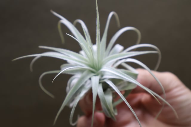 チャペウエンシス 01号 | air-plants TENGU-DO