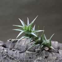 イオナンタ ファットボーイ 20号 | air-plants TENGU-DO