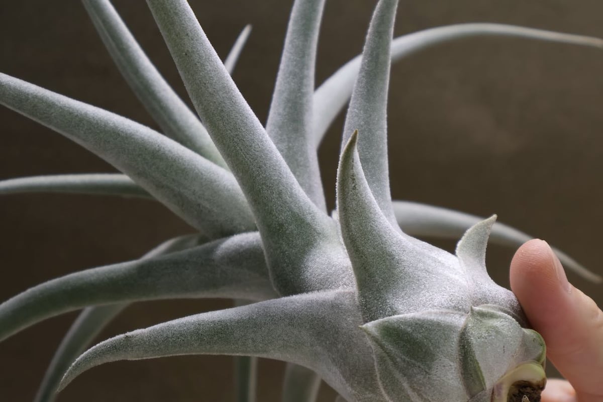 エーレルシアナ ハイブリッド 01号 | air-plants TENGU-DO
