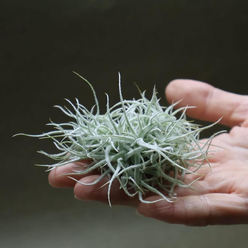 シュスゴネンシス クランプ 59号 | air-plants TENGU-DO