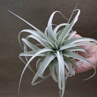イオナンタ ヘッジホッグ T.I. 04号 | air-plants TENGU-DO