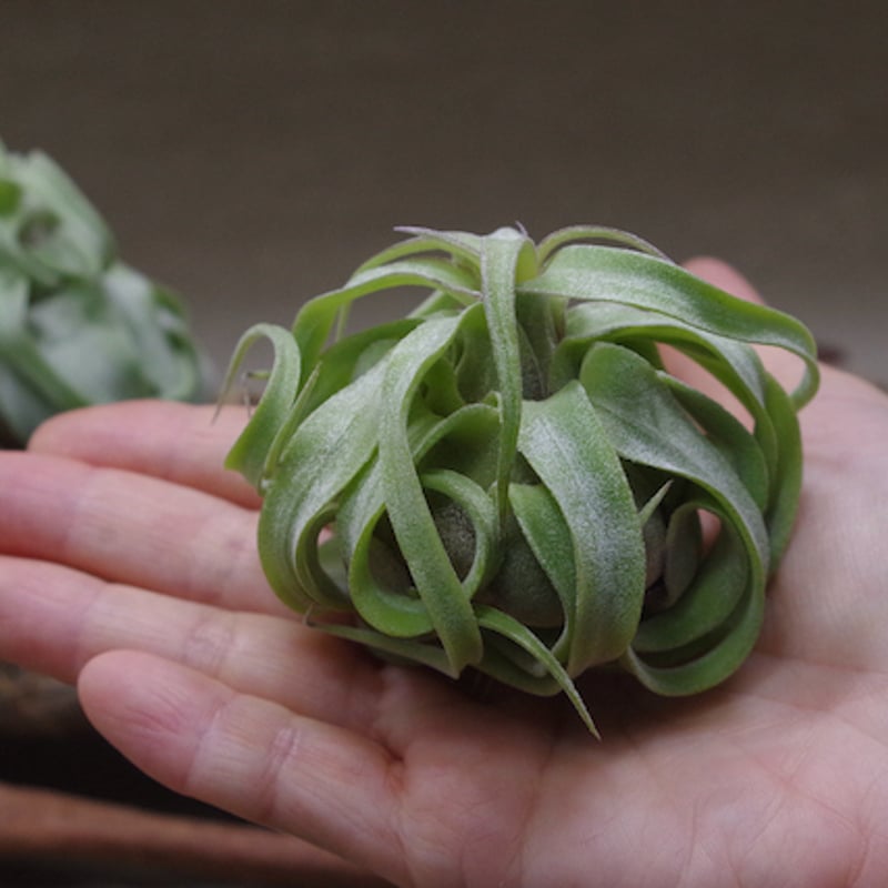 ストレプトフィラ Sサイズ 14-16号 | air-plants TENGU-DO