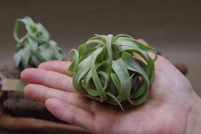 ストレプトフィラ Sサイズ 14-16号 | air-plants TENGU-DO