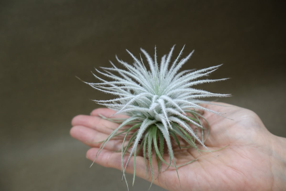テクトラム 子株付き 01号 | air-plants TENGU-DO