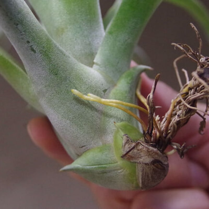 パドレ（ローランドゴッセリニーxチアペンシス）03号 | air-plants