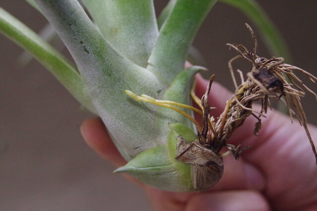 パドレ（ローランドゴッセリニーxチアペンシス）03号 | air-plants