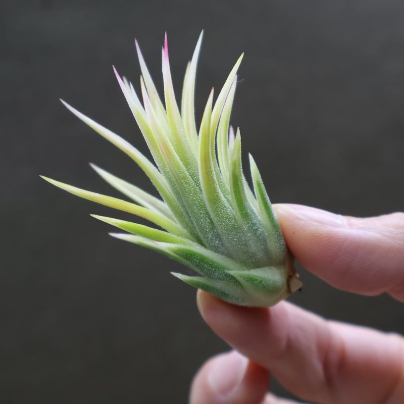 イオナンタ アルボマージナータ 48号 | air-plants TENGU-DO