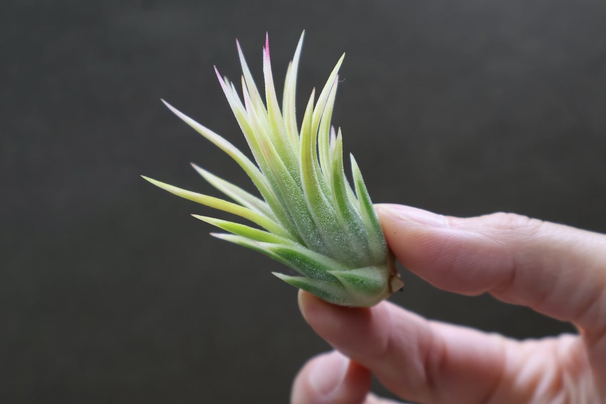 イオナンタ　アルボマージナータ① チランジア ／ イオナンタ アルボマージナータ (T.ionantha 'Albo-Margi