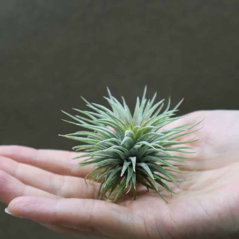 イオナンタ プレアデス 58号 | air-plants TENGU-DO