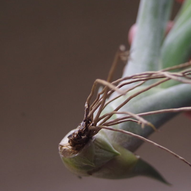 コンコロール x カプトメドーサエ 02号 | air-plants TENGU-DO コンコロール x カプトメドーサエ 02号 | air-plants TENGU-DO