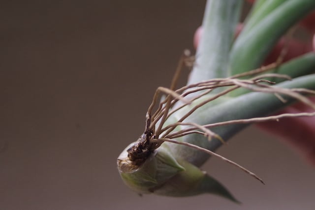 コンコロール x カプトメドーサエ 02号 | air-plants TENGU-DO