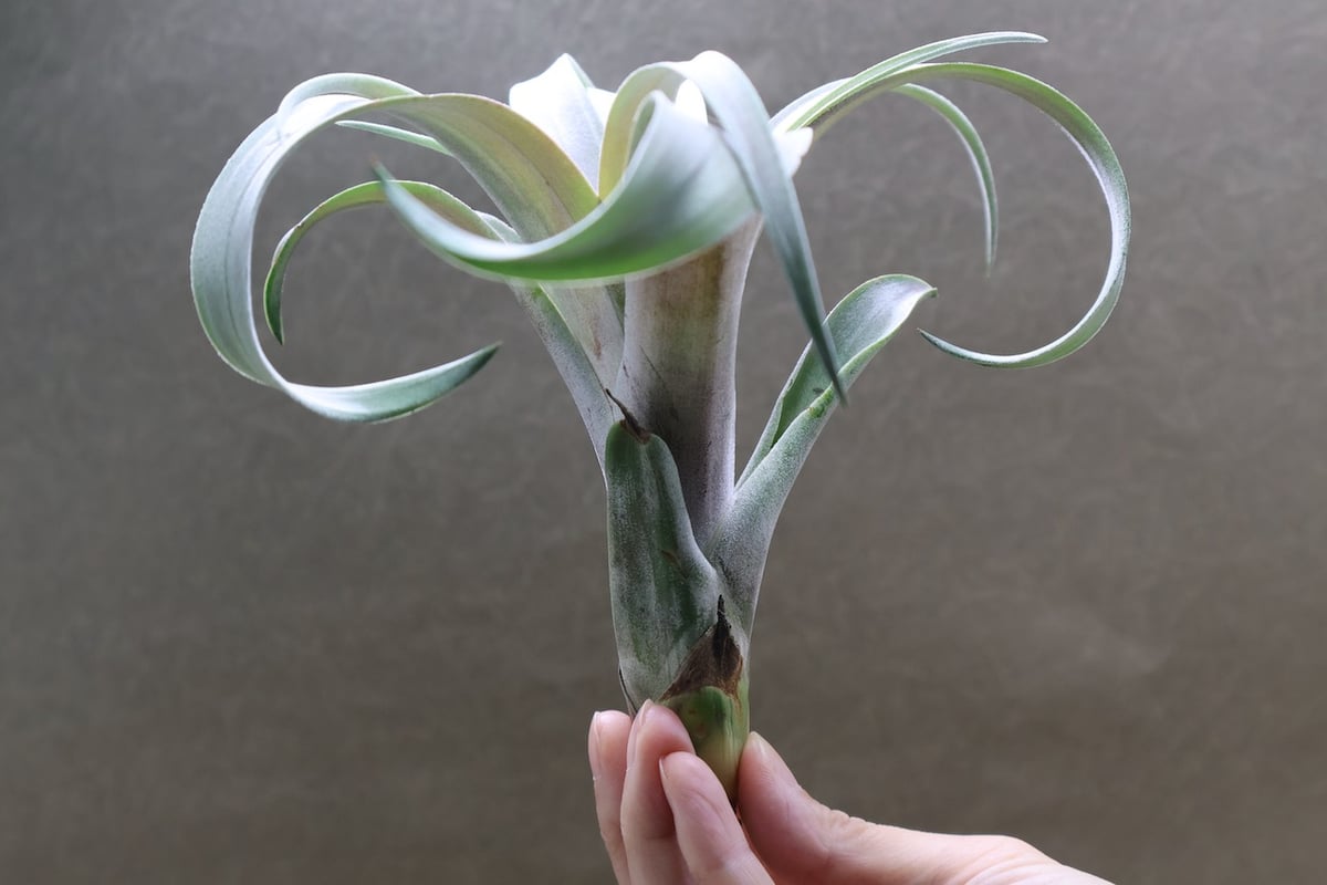 エアプランツ チランジア ココナッツグローブ 特大 ココナッツグローブ（ チアペンシス × カピタータレッド ) 14号