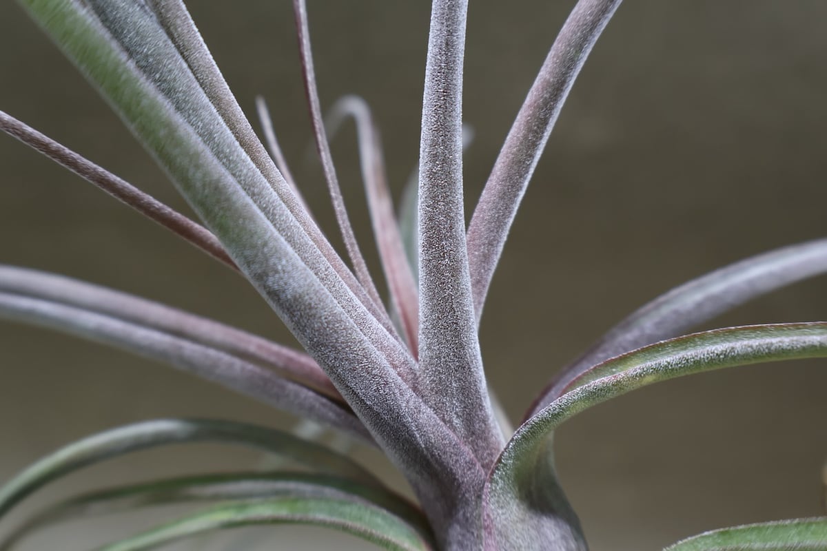 ストレプトフィラ × ノバキー 15号 | air-plants TENGU-DO