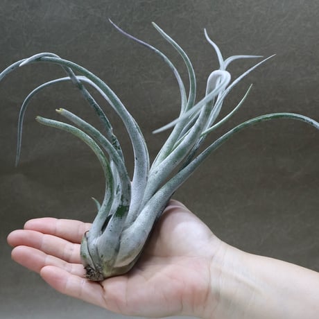 ヘドロ沼 様 ご確認用 イオナンタ バンハイニンギー×ハリスコモンティ