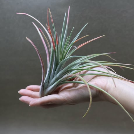 CATEGORY 品種名：I/J/K/L | air-plants TENGU-DO