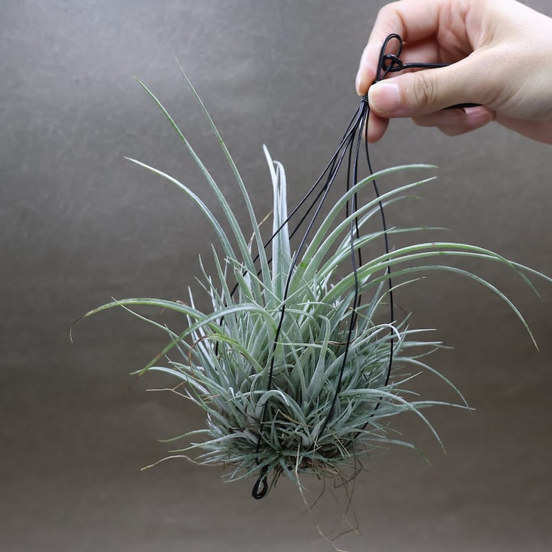 プリングレイ 13号 | air-plants TENGU-DO