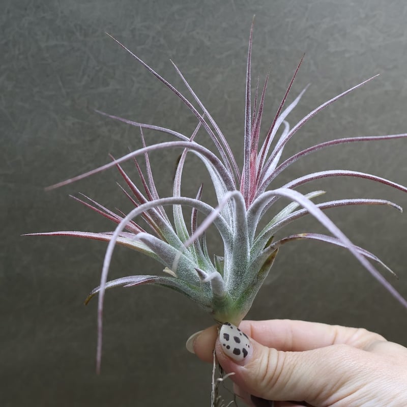 シーディアナ × イオナンタストリクタ 09号 | air-plants TENGU-DO