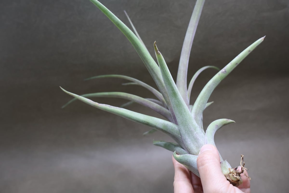 カーリースリム × ノバキー 02号 | air-plants TENGU-DO