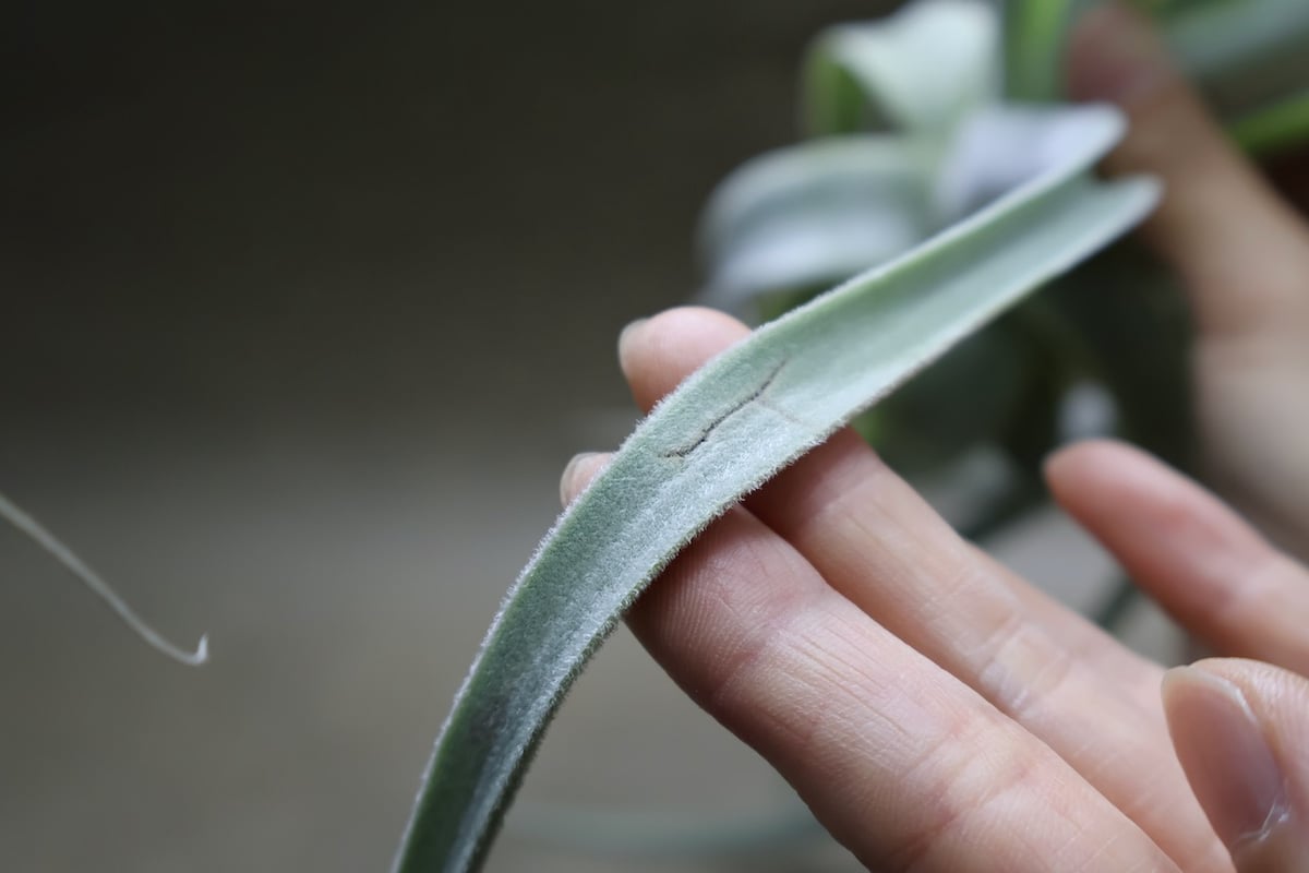 ストラミネア 16号 | air-plants TENGU-DO