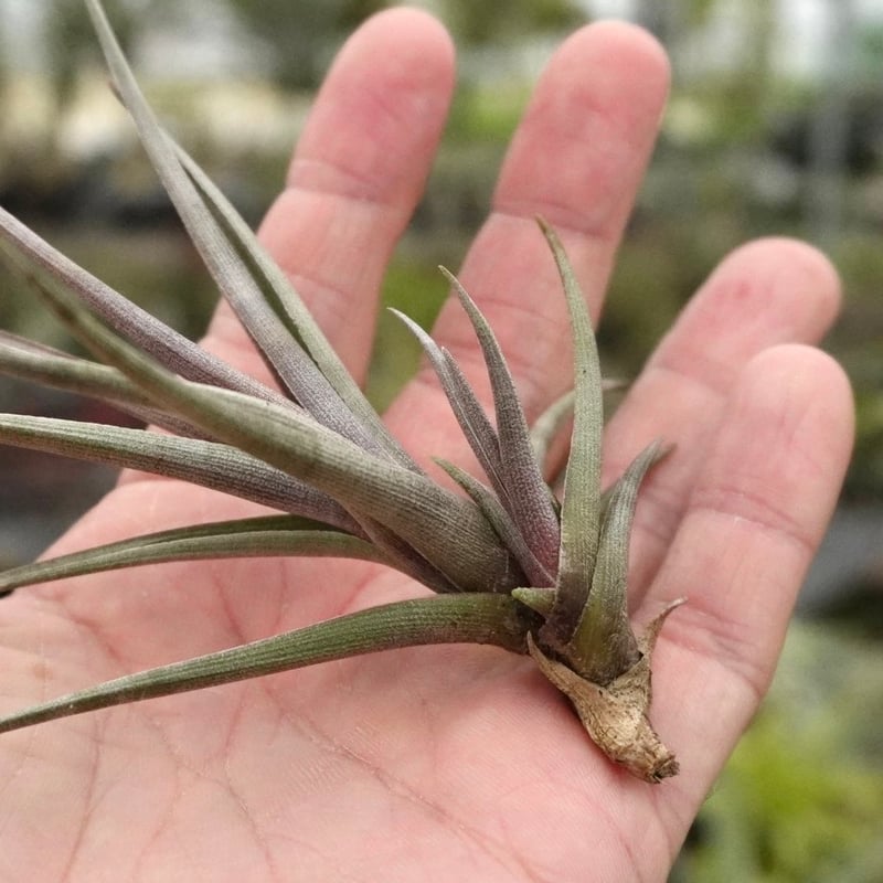 スタッフ特選】ゼチェリ | air-plants TENGU-DO