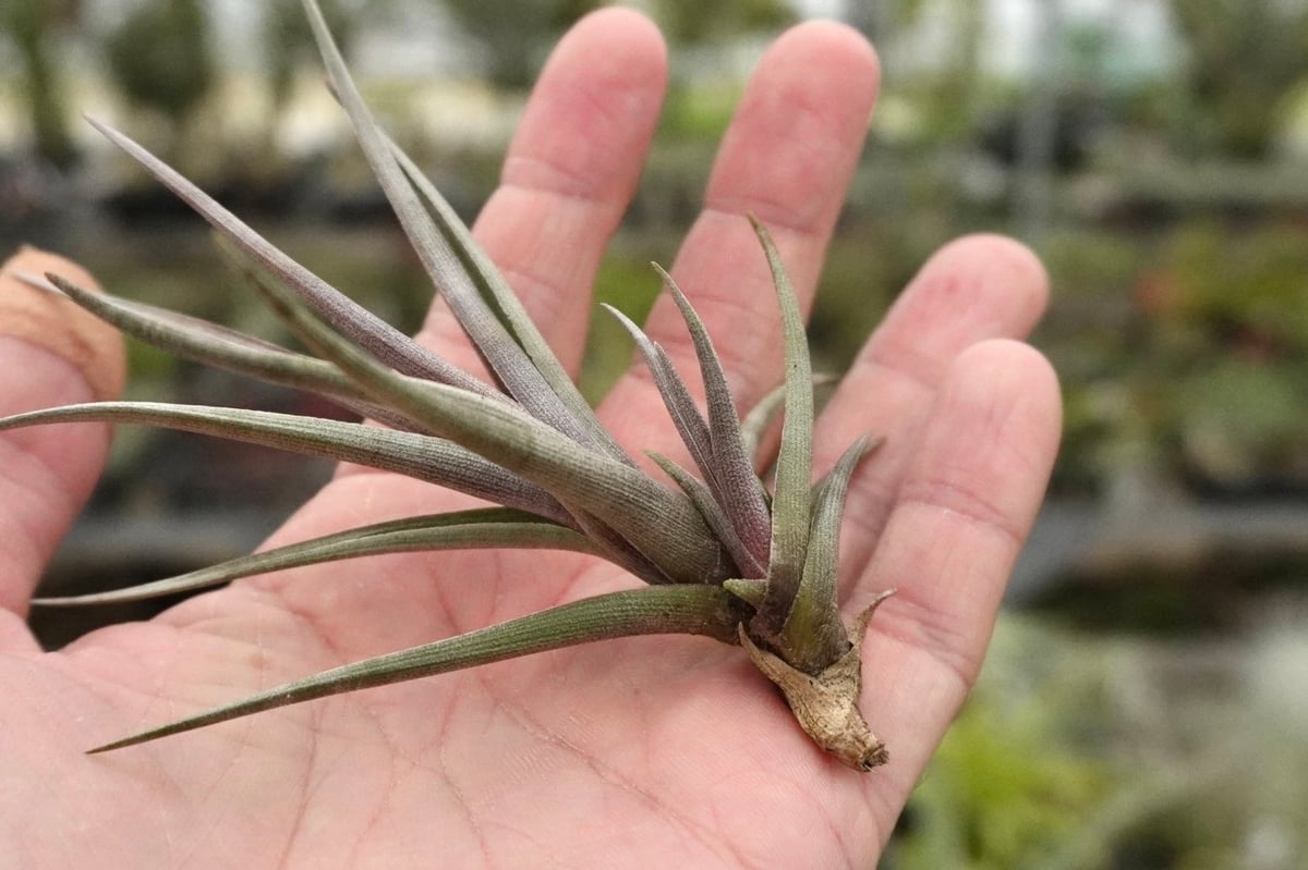 スタッフ特選】ゼチェリ | air-plants TENGU-DO