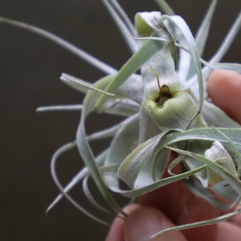 チャペウエンシス 01号 | air-plants TENGU-DO