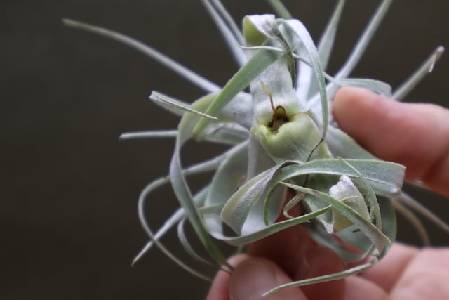 チランジア　チャぺウエンシス　Tillandsia chapeuensis チランジア チャペウエンシス チュリフォルミス Tillandsia
