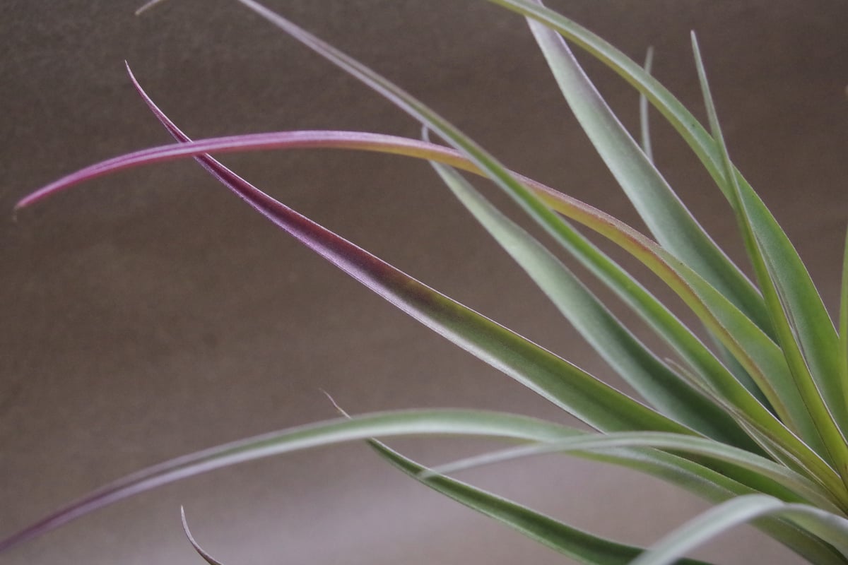カピタータ×ストレプトフィラ Lサイズ 12号 | air-plants TENGU-DO