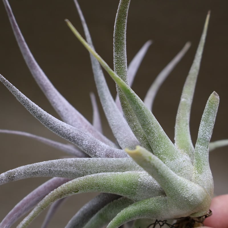 チアペンシス × エーレルシアナ 05号 | air-plants TENGU-DO