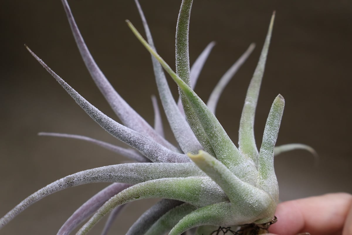 チアペンシス × エーレルシアナ 05号 | air-plants TENGU-DO