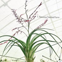 ブラキカウロス × キセログラフィカ 15号 | air-plants TENGU-DO