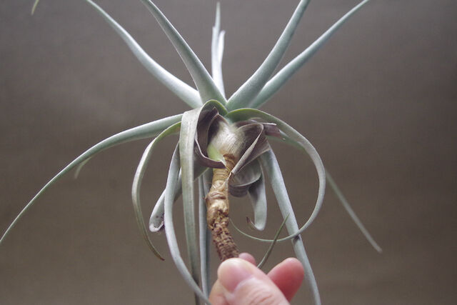 デュラティ×ガルドネリ 03号 | air-plants TENGU-DO