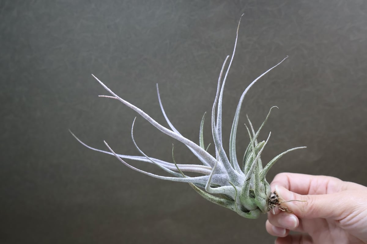 エーレルシアナ 49号 | air-plants TENGU-DO