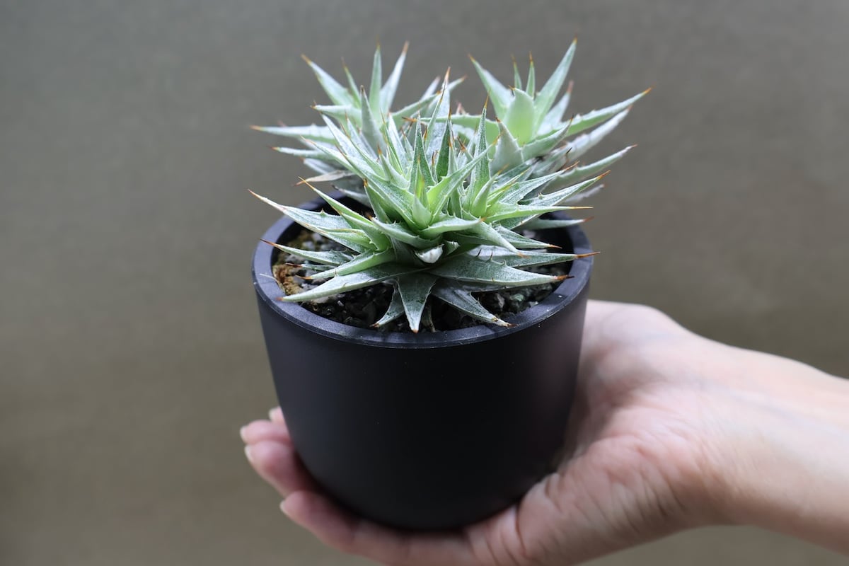 デウテロコニア ローレンツィアナ 15号 | air-plants TENGU-DO