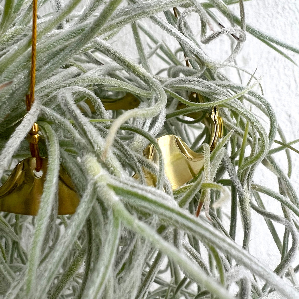ウスネオイデス 専用ハンガー 【クラウンモデル】 | air-plants