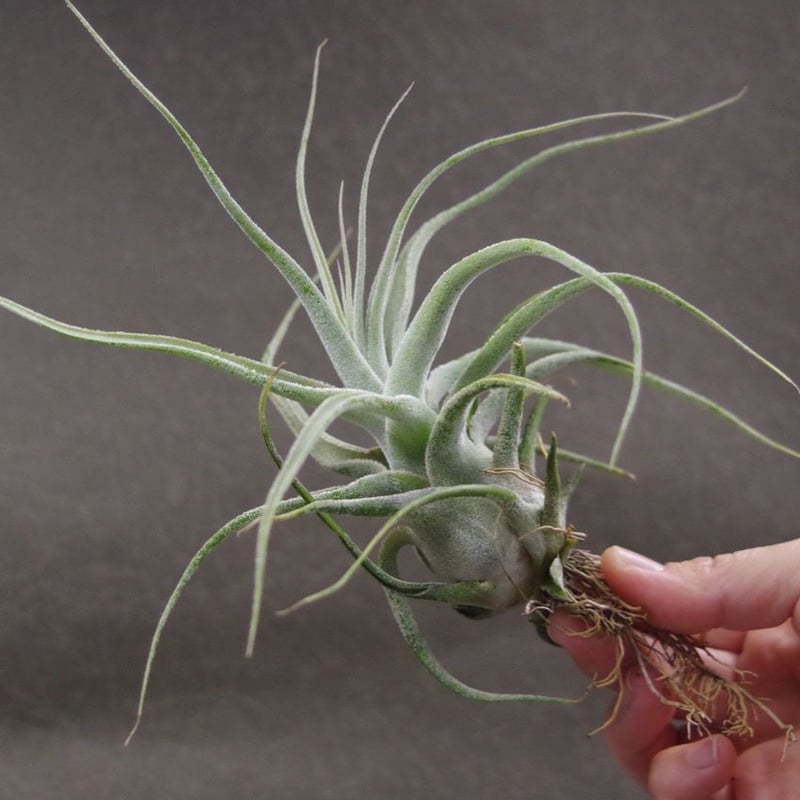 ストレプトフィラ × エーレルシアナ 02号 | air-plants TENGU-DO ストレプトフィラ × エーレルシアナ 02号 | air-plants TENGU-DO