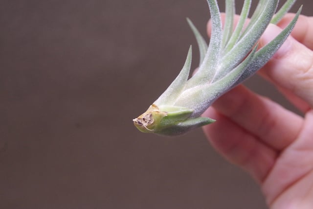 チランジア キューティーパイ Tillandsia Cutie Pie チランジア キューティーパイ Tillandsia Cutie Pie Tillandsia