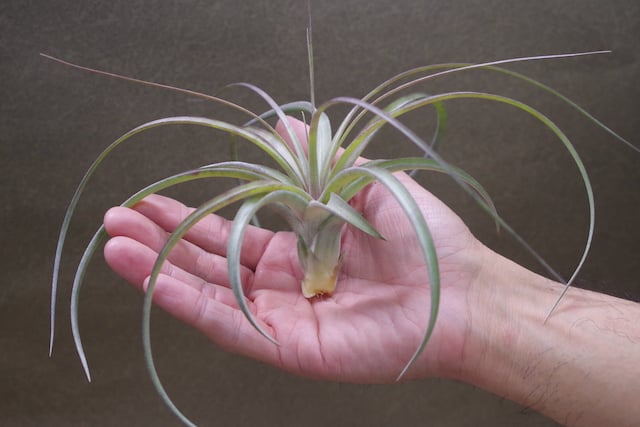 超希少❗️交配種❗️チランジア　ヘザーズブラッシュ （ブラキカウロス×エクセルタ）✨ ヘザーズブラッシュ（ ブラキカウロス × エクセルタ ）Sサイズ 14号