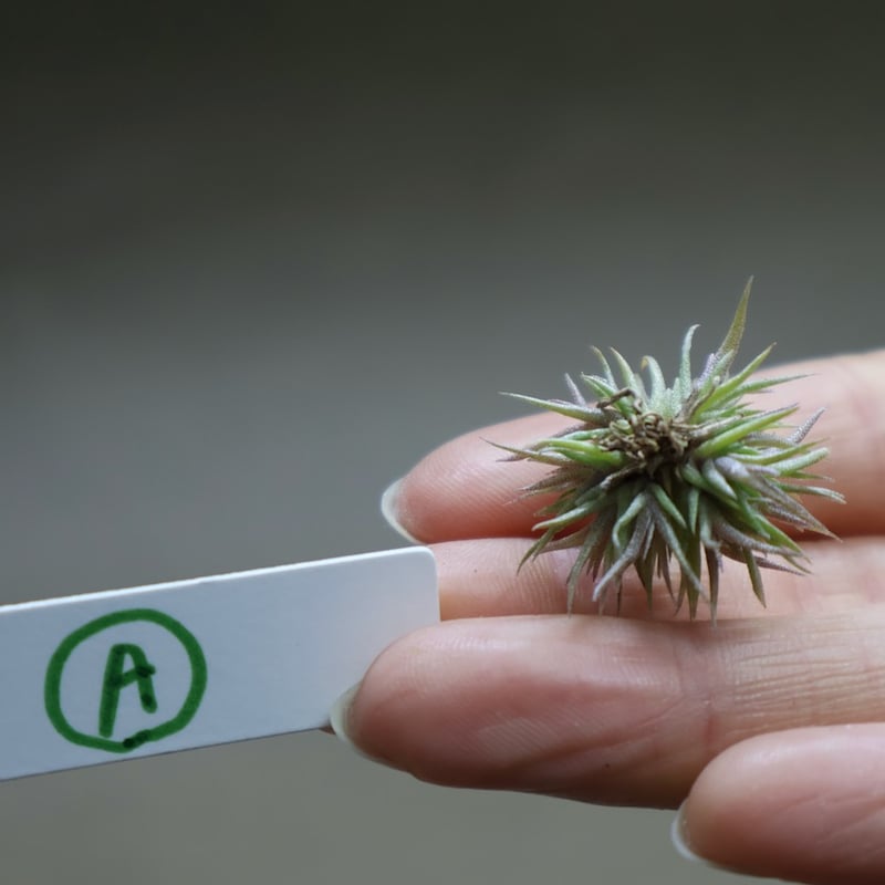 アエラントス テディベア 45号 46号 | air-plants TENGU-DO