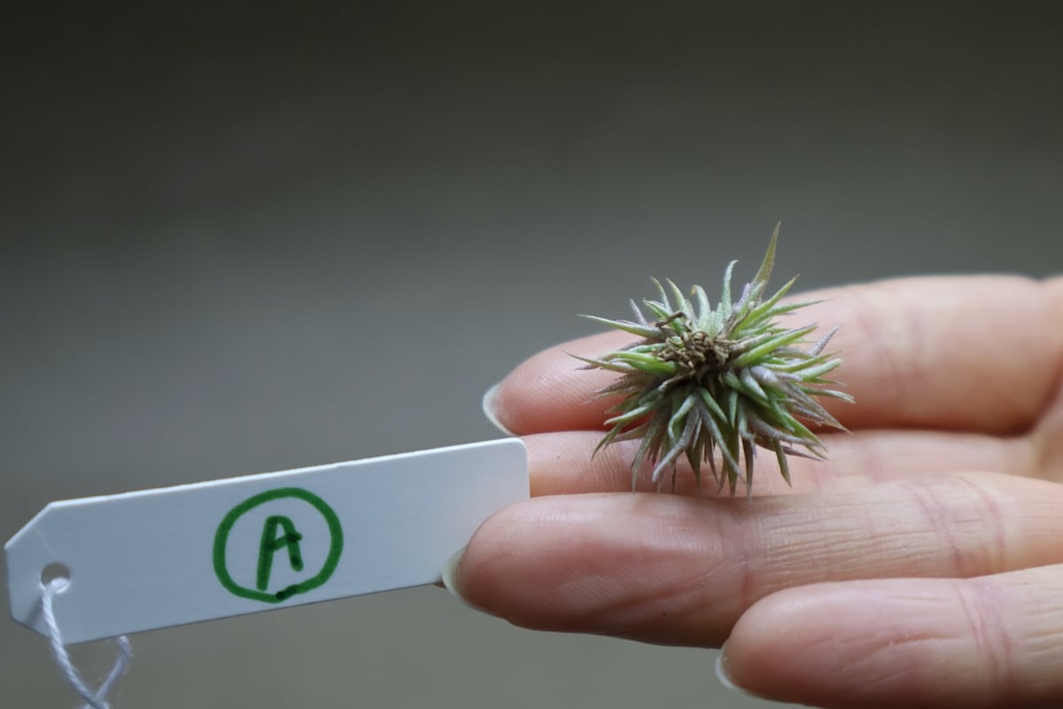 ◆ チランジア　アエラントス　テディベア　特大サイズ 84 ◇ チランジア アエラントス テディベア 特大サイズ 84 ◇ チランジア