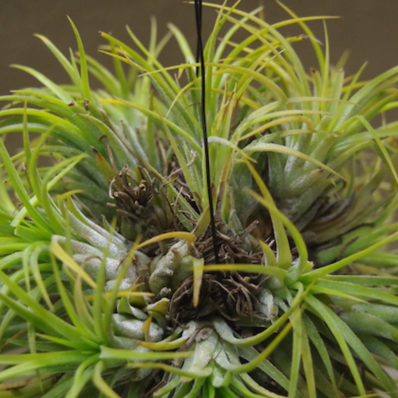イオナンタ ドゥルイド クランプ 31号 | air-plants TENGU-DO