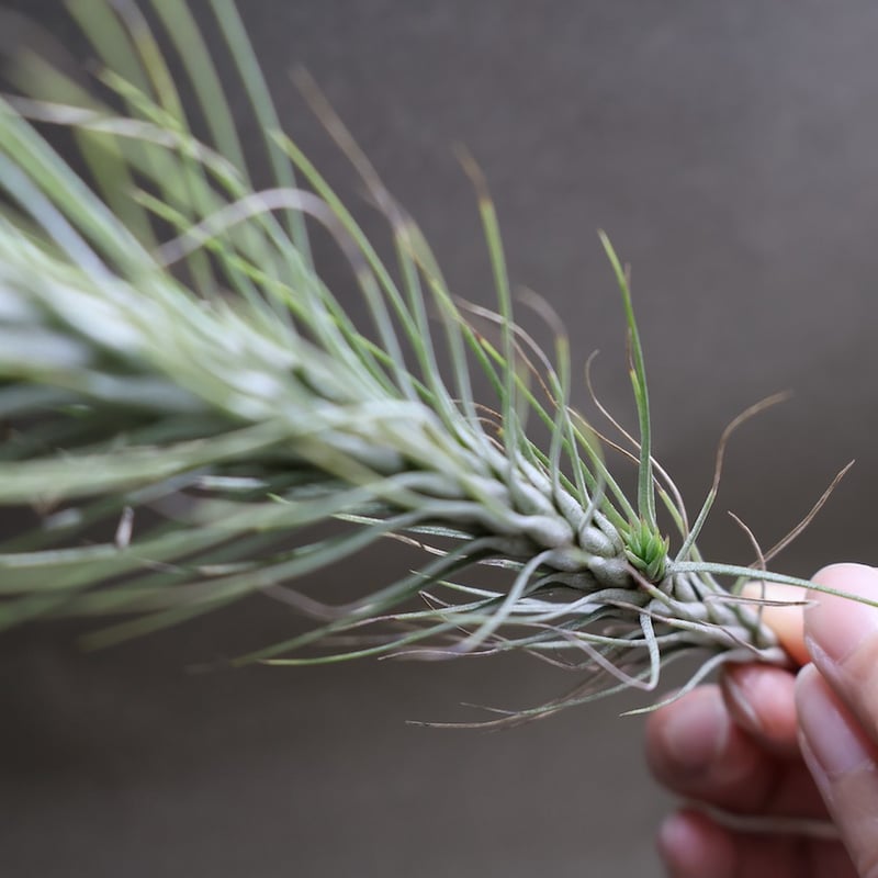 チランジア　ドミンゴズ　フンキアナ チランジア・フンキアナ | NINA