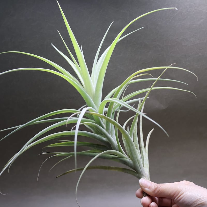 ラティフォリア ディバリカータ 07号 | air-plants TENGU-DO