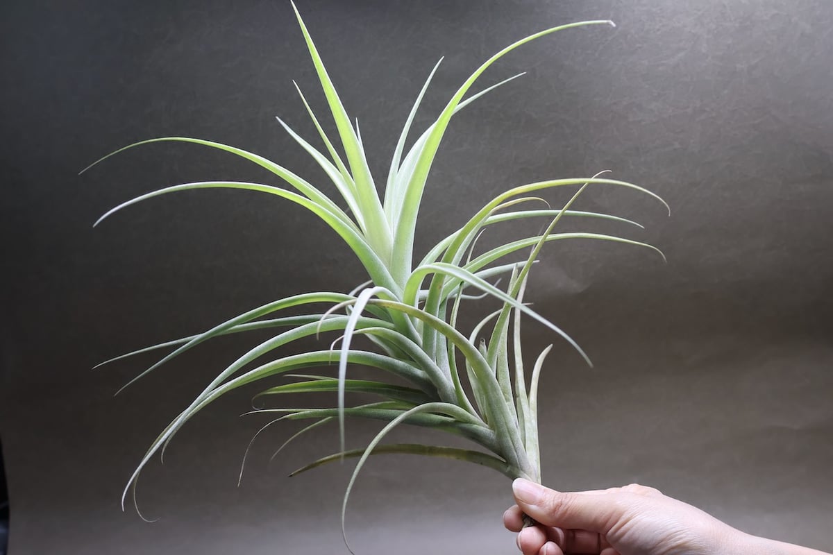 ラティフォリア ディバリカータ 07号 | air-plants TENGU-DO ラティフォリア ディバリカータ 07号 | air-plants TENGU-DO